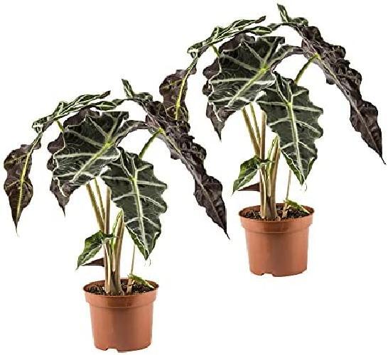 Pianta di Alocasia amazonica o Alocasia polly vaso 12cm H 40cm foto reali