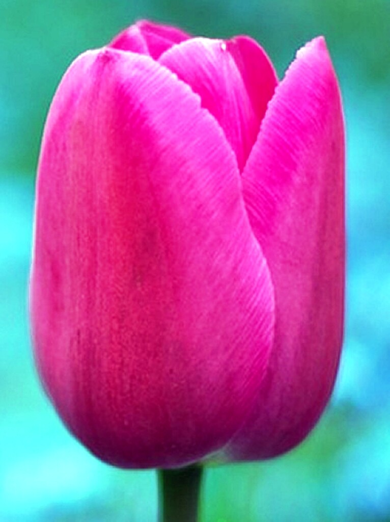 1250 BARCELONA TRIUMPH TULIP BULBS MAGENTA/PINK HARDY GARDEN SPRING