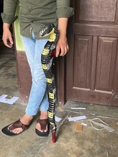 Snake wooden walking stick carved for men women walking cane handmade Cobra Q6