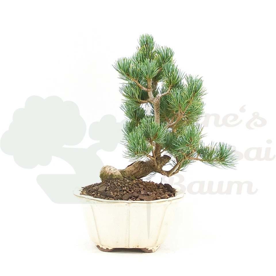 BONSAI Mädchenkiefer 'Pinus parviflora' Winterhart & Pflegeleicht, Traditionell - Bild 3 von 4