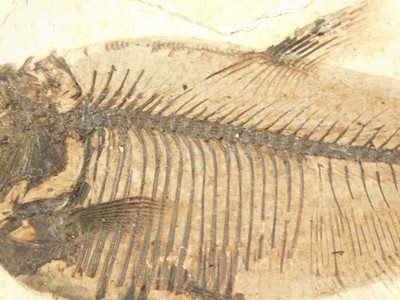 Super Fine BONES! 50 Million Year Old Knightia FISH Fossil w/Stand Wyoming 377gr