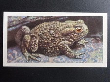 No.48 THE COMMON TOAD - British Wild Life (BBTL) by Brooke Bond & Co. 1958