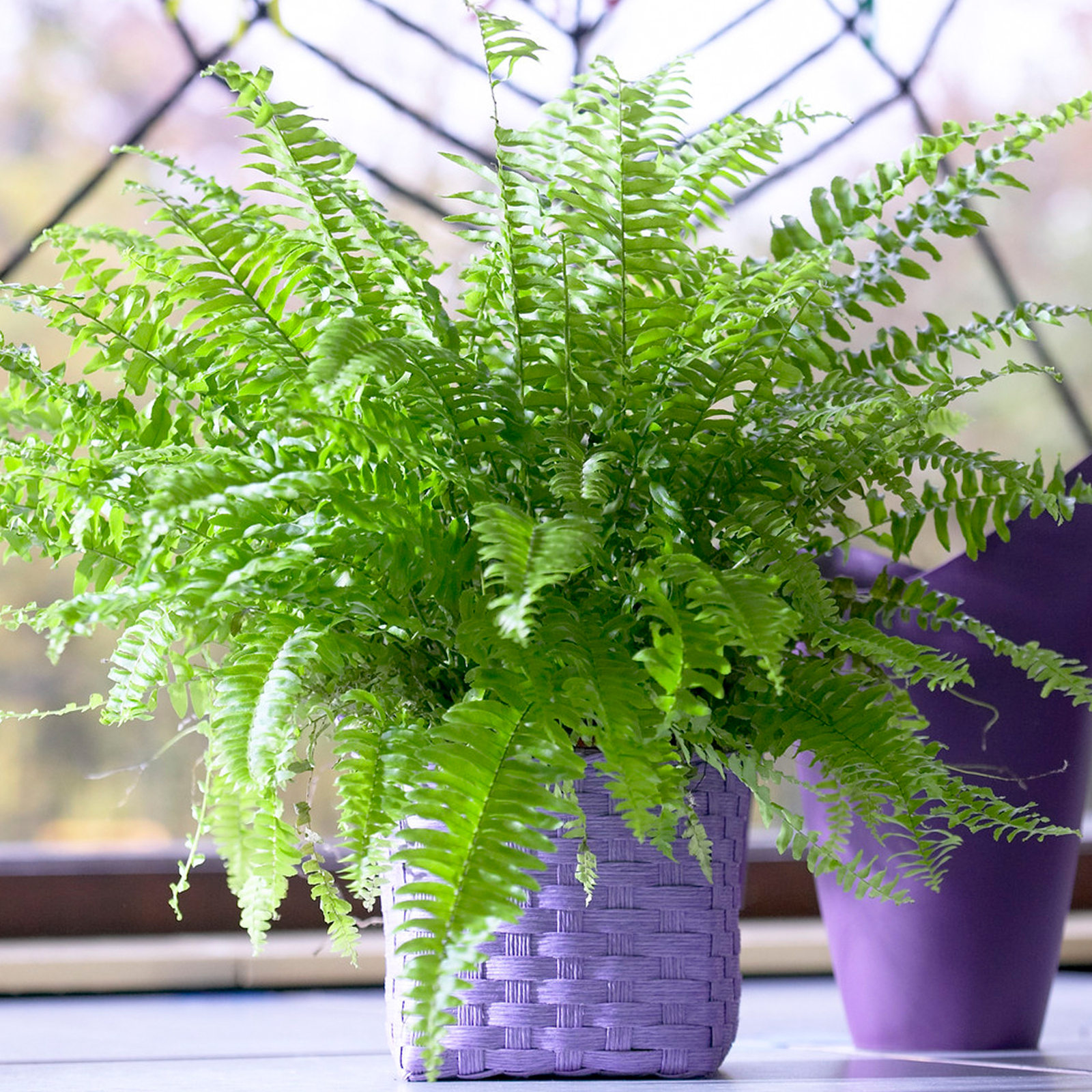 Boston Fern Popular Air-Purifying Potted Houseplant (25-35cm Incl. Pot)