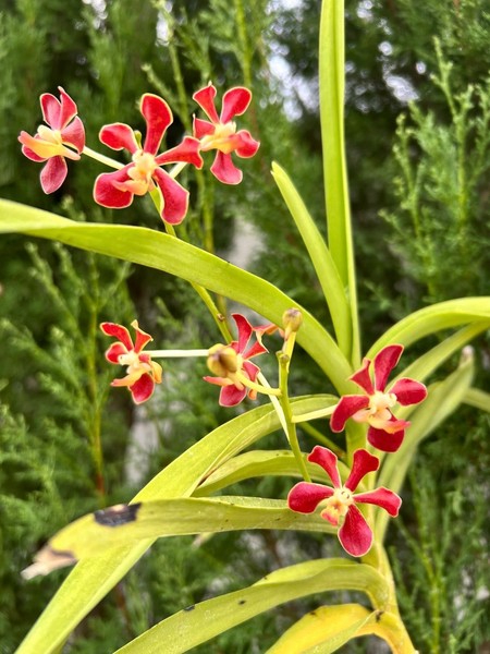 Vanda mariae Orchid species  Blooming now! Very Rare