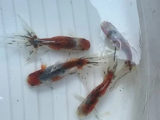 4(2m/2f) Azuma Nishiki Goldfish 3-4”