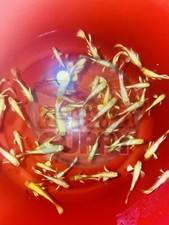 1 TRIO- Live Aquarium Guppy Fish High Quality - Full Gold 24K