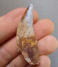 Triassic Phytosaur 45mm Rooted Fossil Tooth - Redonda Formation New Mexico