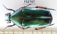 F52707. Unmounted insects, Cetoniidae sp. Vietnam North