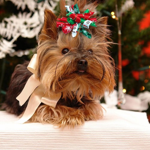10pcs Christmas Dog Hair Bows Rubber Bands Pet Cat Xmas Accessories Headdress - Picture 10 of 12