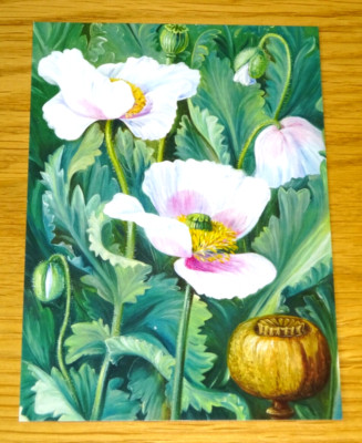 KEW GARDENS - POSTKARTE - OPIUMMOHN - MARIANNE NORD, AUSTRALIEN - 1880