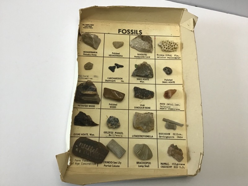 VTG. 20 Fossils In Box Year 50 / 60