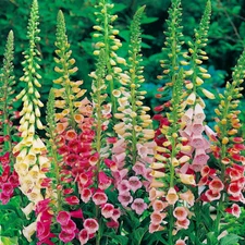 Excelsior Mix Foxglove Seeds | Non-GMO | Free Shipping | Seed Store | 1246