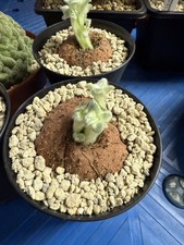 SINNINGIA LEUCOTRICHA 'Brazilian Edelweiss' succulent cactus houseplant 10cm pot