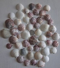 Bulk Lot Of True Florida Sea Shells/Scallops