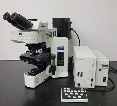 Olympus Microscope BX61 FISH Fluorescence In Situ Hybridization with 100x