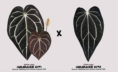 Anthurium Carlablackiae AU1 x AU2 Seedlings | eBay UK