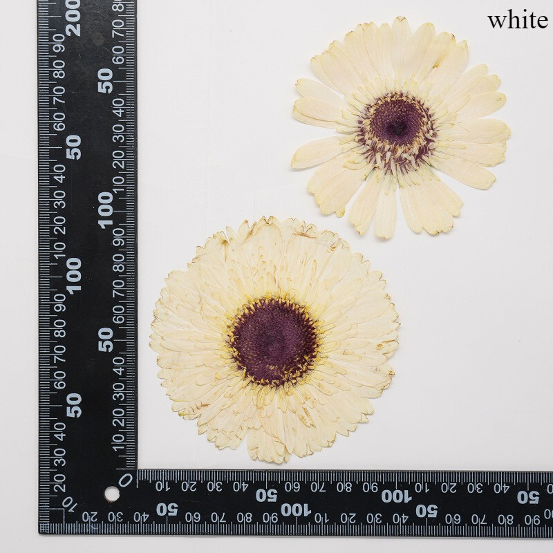 2X Handmade Craft Gerbera Dried Flower Real Plant Specimen Material DIY Bookmark