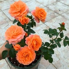20 SEEDS for Orange RARE Rose hybrid tea flower bud Bush exotic plant USA Seller
