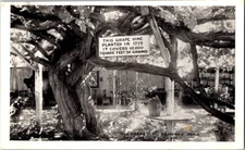 Vintage Postcard Old Grape Vine Ramon's Home San Gabriel CA California     B-637