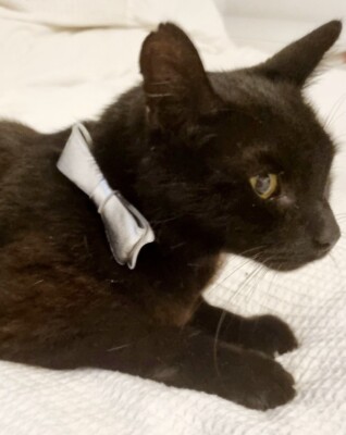 Katzenhalsbänder Neu Halsband Niedlich Sicherheit Elastisch Silber Pailletten Schleife Haustier Halsband