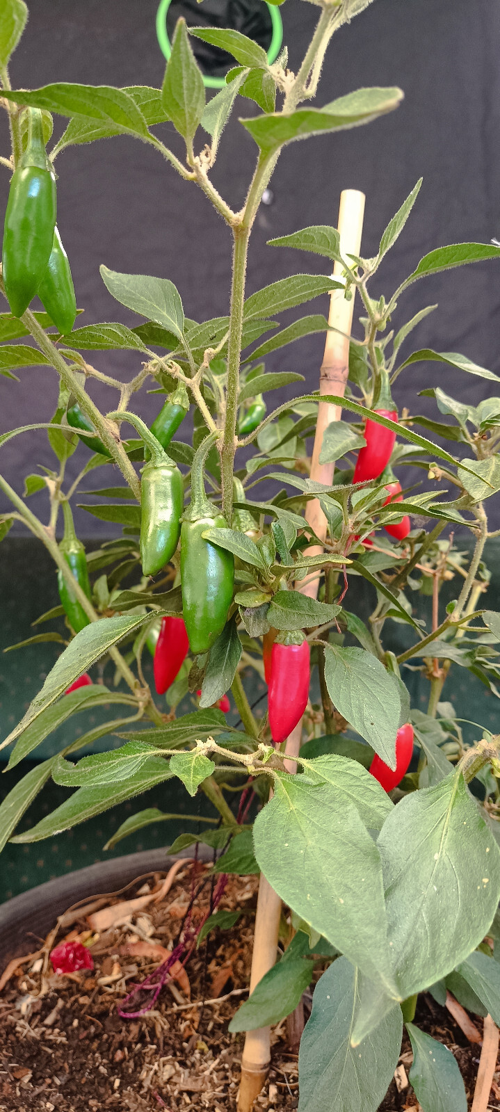 Picture 4 of 7
