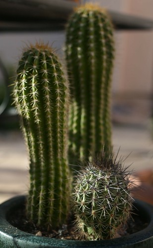 Saguaro Giant Cactus (Carnegiea Gigantea) | 20+ fresh Seeds | Same Day Dispatch - Picture 4 of 4