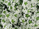 Alyssum Carpet of Snow Nice Garden Flower by Bulk 60,000 Seeds