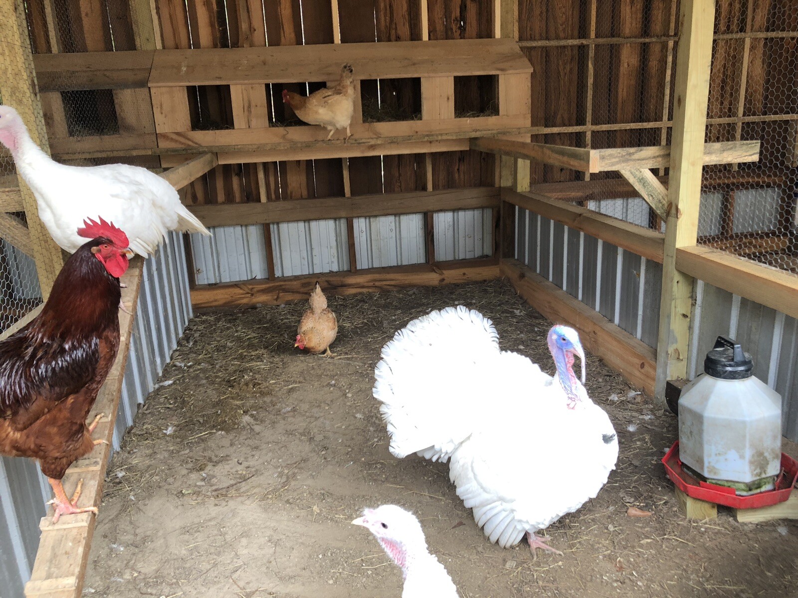 8 Beltsville Small White Turkey Eggs eBay
