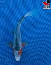 7" ASAGI Live Koi Fish Garden Pond 11/6