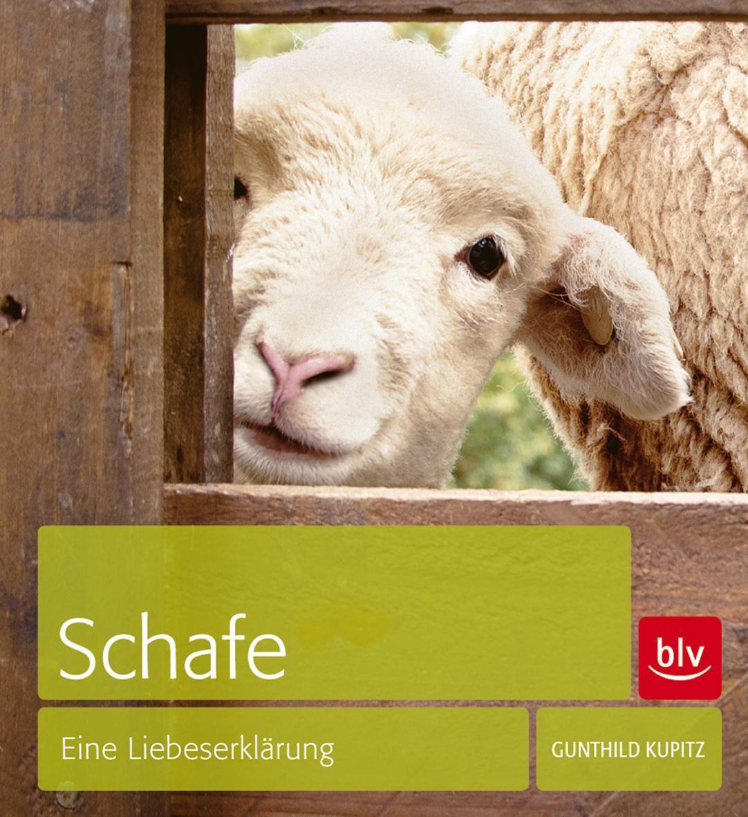 Thumbnail - Schafe Gunthild Kupitz