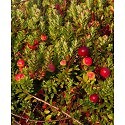Vaccinium macrocarpon Pilgrim canneberge cranberry arbuste fruitier terre bruyère