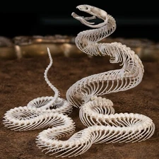 Real Snake skeleton taxidermy in attack pose, snake bone collectibles