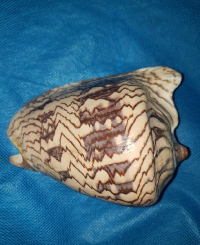  Princely/Courtier Volute - Cymbiola aulica nobilis (Approx. 5")