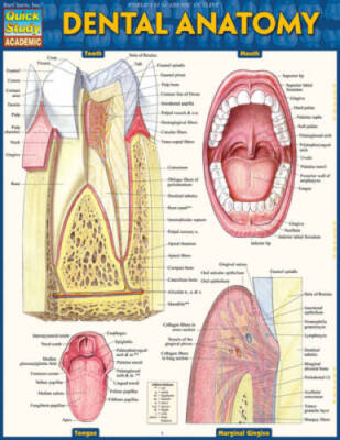 Dental Anatomy (Quick Study Academic) - Paperback By Perez, Vincent - GOOD
