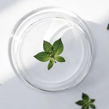 12PCS Real Pressed Dried leaves, Natural Green Color FSS109