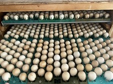 60 Fertile Chukar Partridge Hatching Eggs