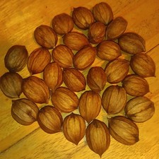 30 Piece Shagbark Hickory Nuts In A Paper Bag *Float Tested!*