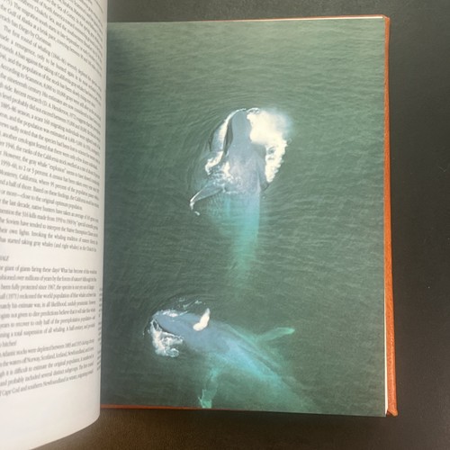 Jacques Cousteau Whales Limited Edition To 375! HC Book Leather Bound 1986 Vtg - Picture 6 of 17