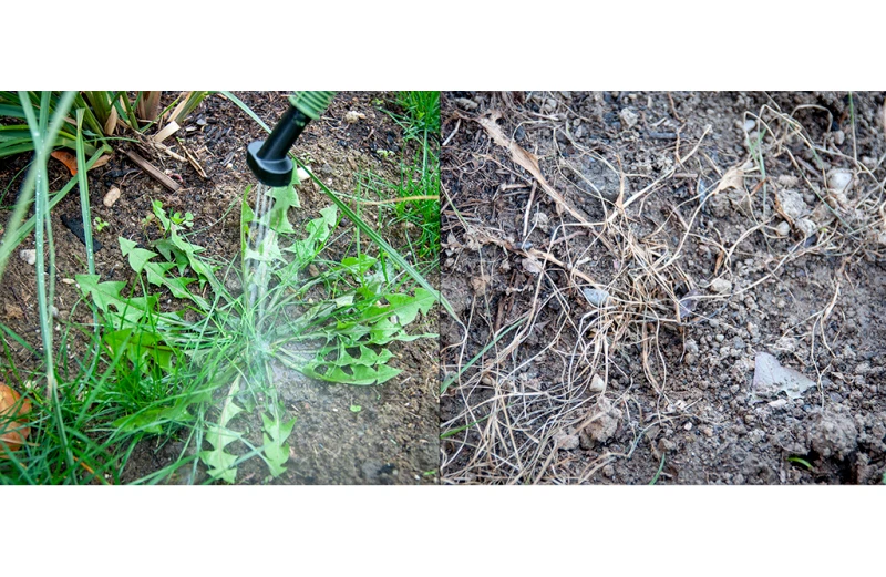 UnkrautFuchs FoxOne Unkrautvernichter elektrisch Dampfreiniger - 2in1 biologisch - Bild 4 von 4