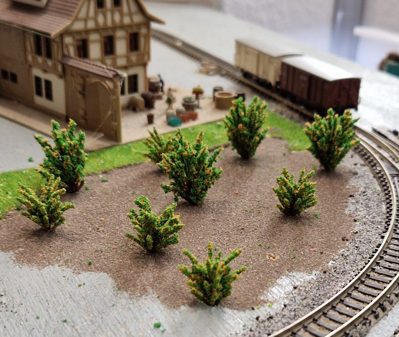 20 Yellow Blooming Bushes, Shrubs, 28 and 40 mm High, for Landscape Construction