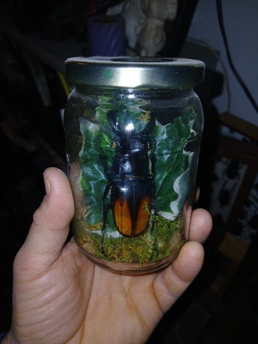 Huge Size Hexarthious Perri Stag Beetle Jar