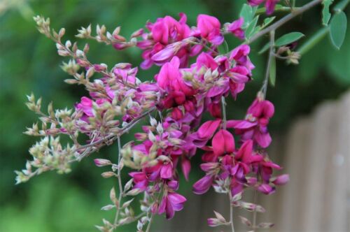 Lespedeza bicolor 50 semillas arbusto resistente trébol arbusto jardín paisaje flores - Imagen 1 de 4