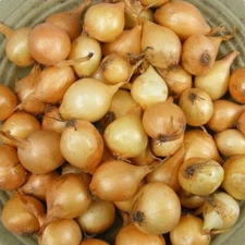 Yellow Onion Sets - Grown Naturally, Non-GMO 8 oz. (40+Bulbs) Shipping Now