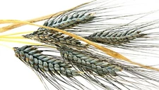 200+ Einkorn Wheat Seeds - Heirloom - Organic - Non Gmo ----- THE NEW OLD WHEAT