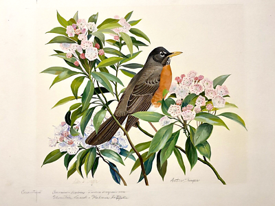 Orig Bird Art Painting by Arthur Singer,1977, Created for US Stamp