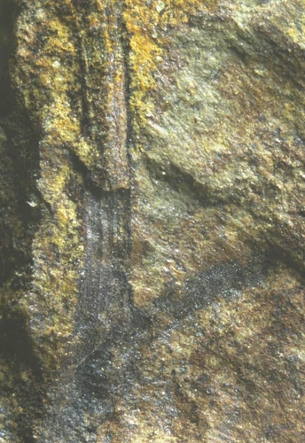 Museum quality oldest Silurian fossil land plant - Cooksonia