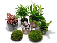 Easy Terrarium Plants ? Tropical Set for Beginners, Closed Terrariums Plant Set