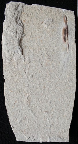 Squid 122 - Uncut Both Sides Preserved - Zero Paint - Cretaceous Fossils Lebanon - Picture 2 of 5
