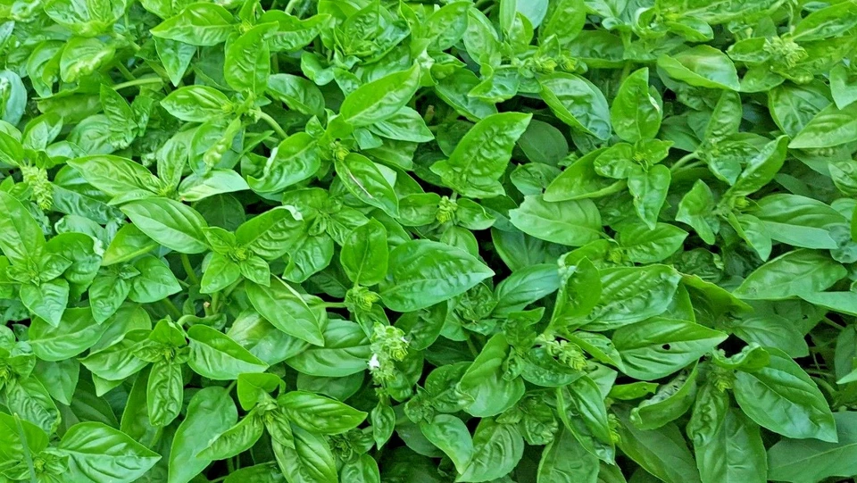 Genovese Basil Herb Seeds, NON-GMO, Heirloom, Variety Sizes, FREE SHIPPING - Image 2 of 2