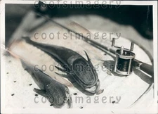 1935 Shark Suckers Remoras Fish Washboard Pads Press Photo